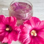 Comment préparer une infusion de rose trémière ?