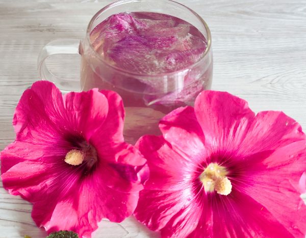 Comment préparer une infusion de rose trémière ?