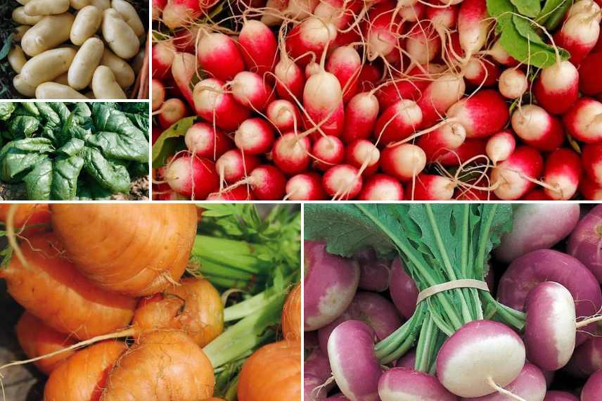 potager région centre climat dégradé