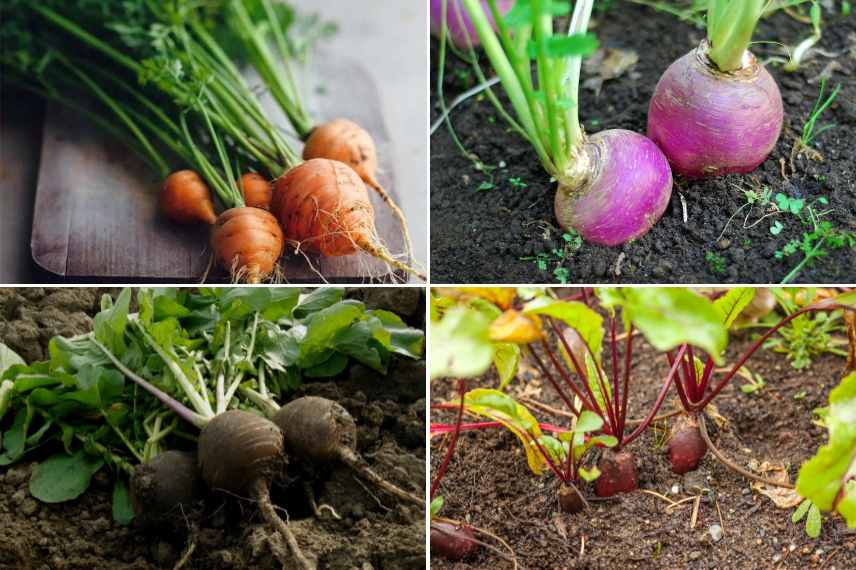 légumes racines potager montagne 