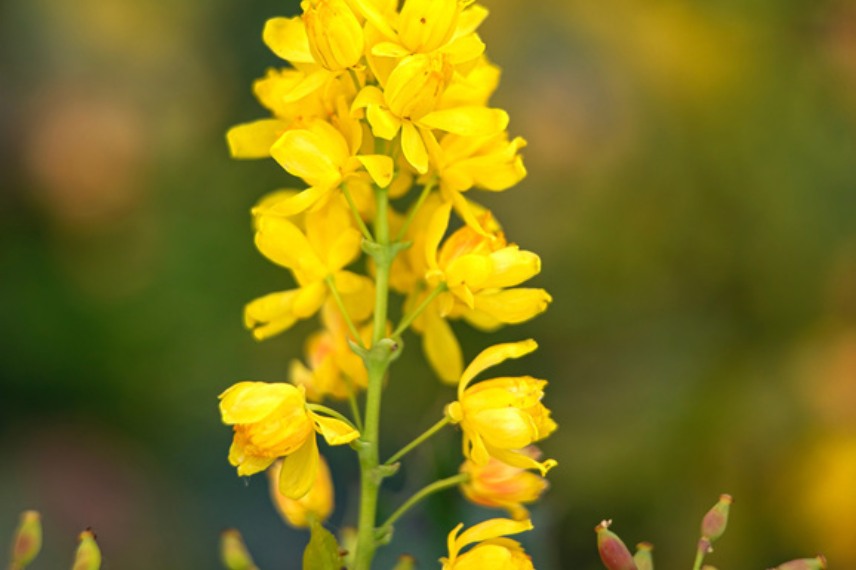 mahonia floraison parfumée