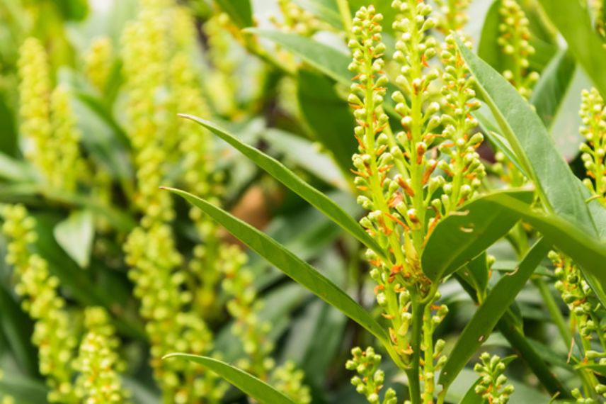 mahonias parfumés