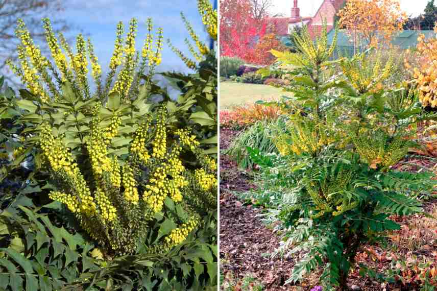 mahonia fleurs parfumées