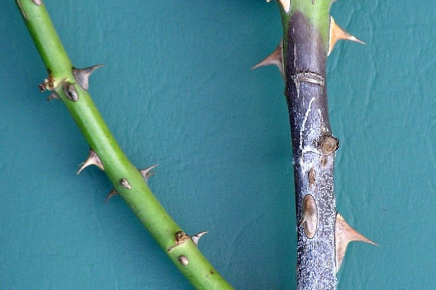 maladies du rosier : le chancre