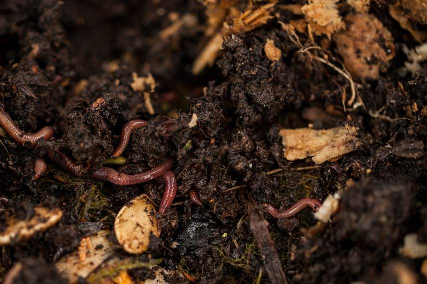 vers de terre compost