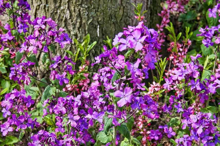 lunaria annua