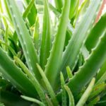 Comment multiplier l’Aloe vera ?