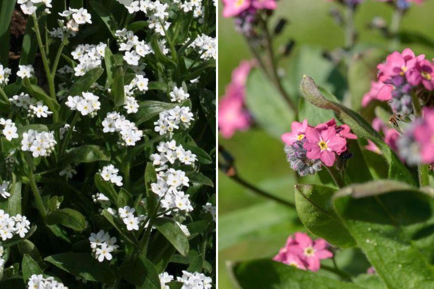 fleurs blanches et roses de myosotis