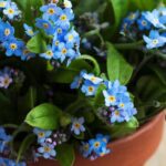 Comment cultiver un myosotis en pot ?