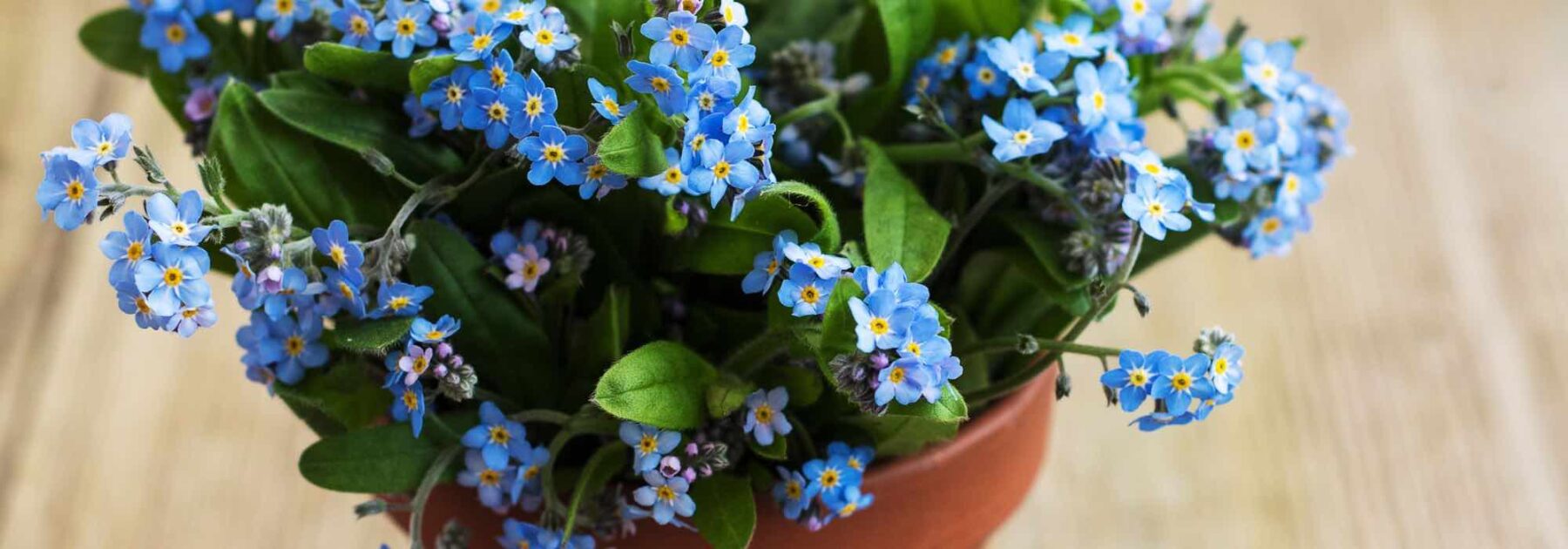 Comment cultiver un myosotis en pot ?