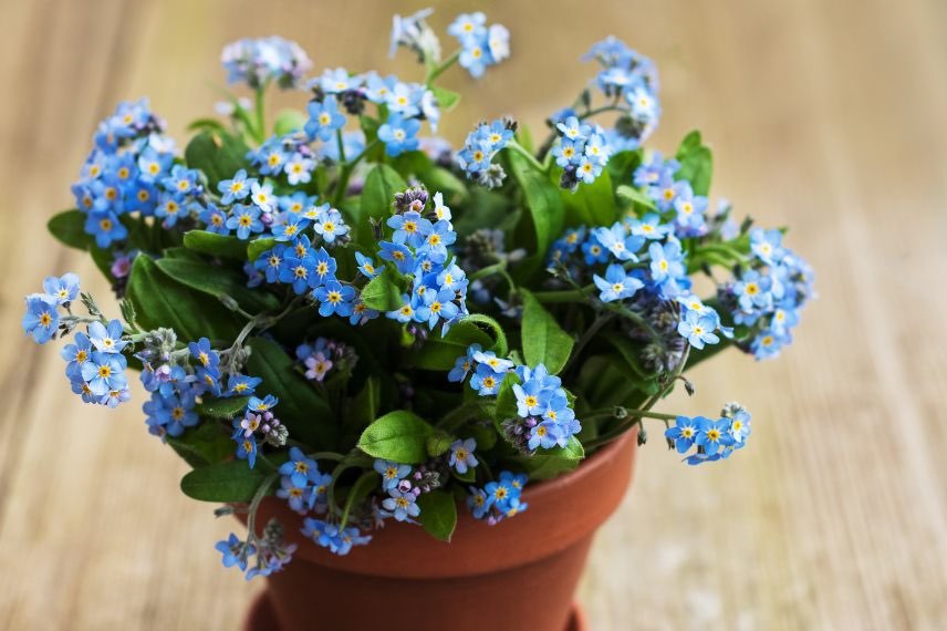 Myosotis en pot