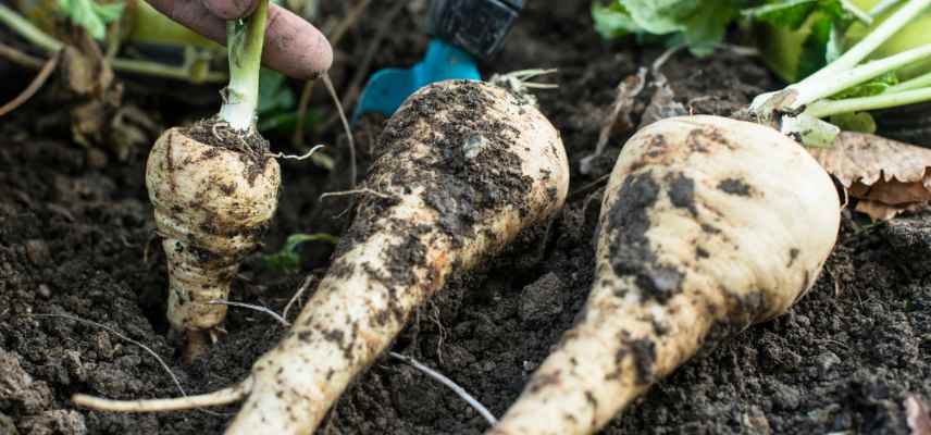 Panais pour un potager dans le nord