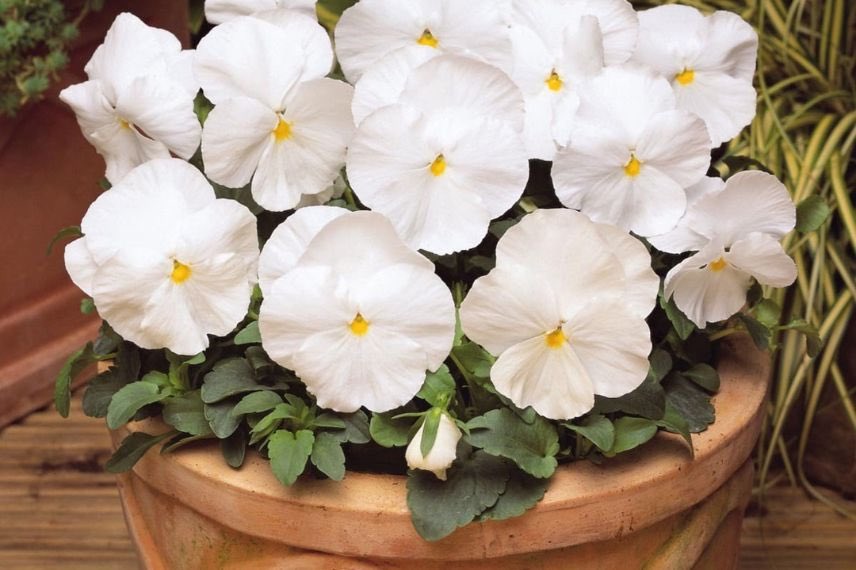 viola blanches en pot