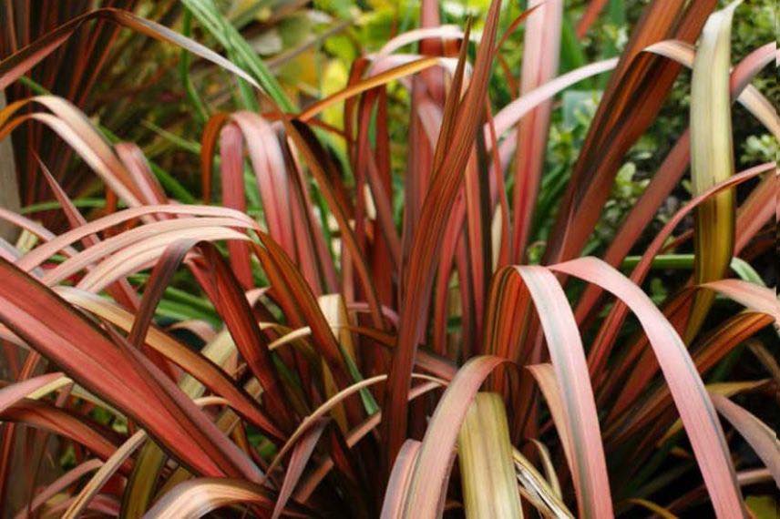 phormium