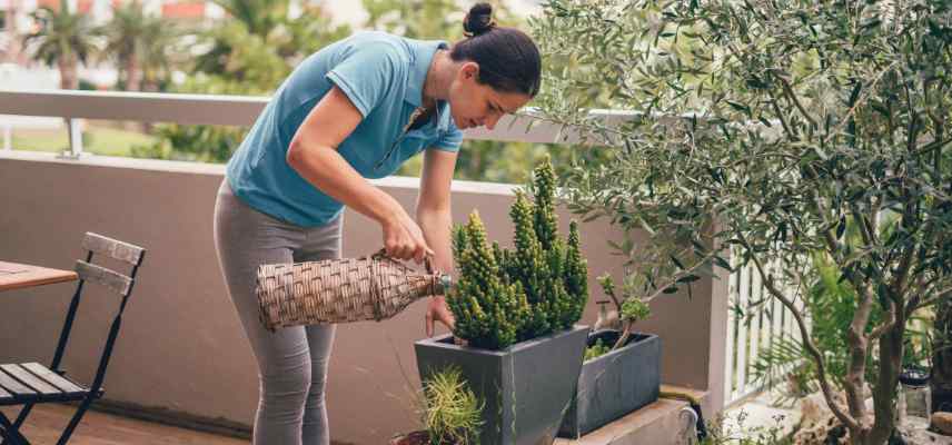 plante offerte en plein ete que faire