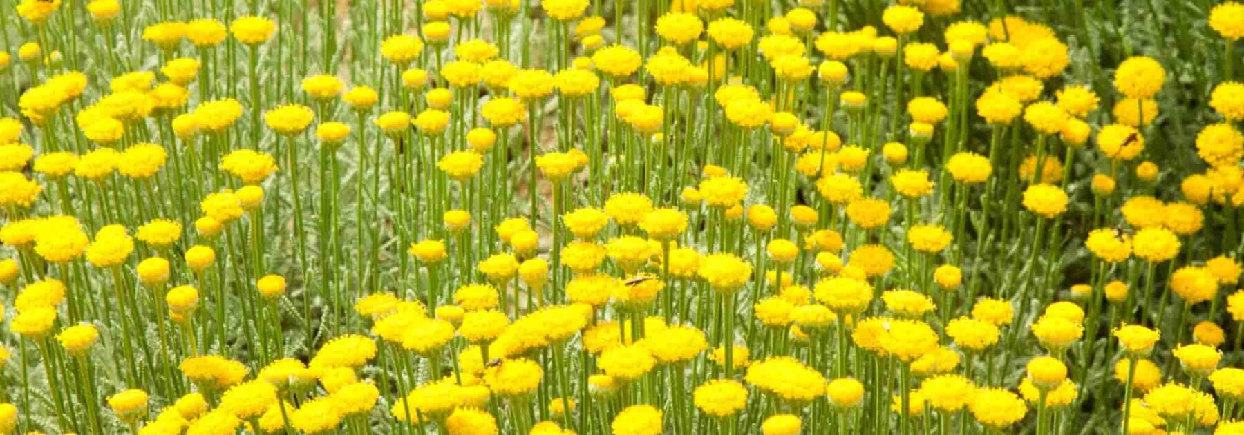 Des plantes faciles et sans entretien pour aménager un talus