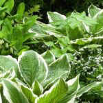 Comment entretenir les plantes d’ombre