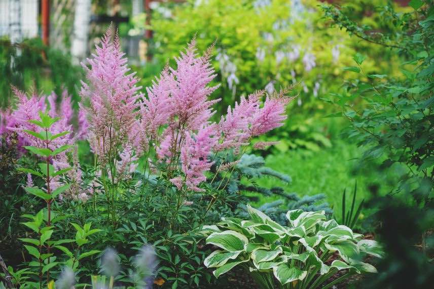 astilbe et hosta