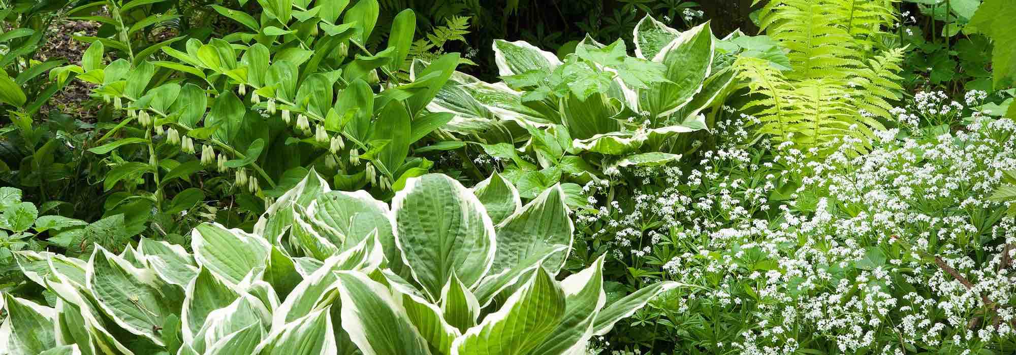 Comment entretenir les plantes d’ombre