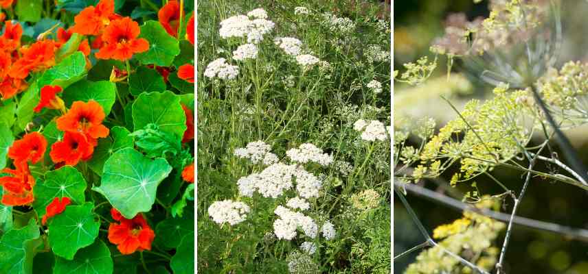 fleurs pour les coccinelles