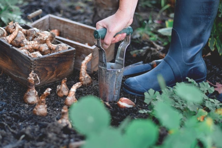 outils de plantation plantoir à bulbes