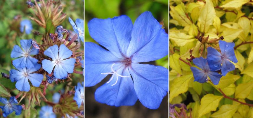 Ceratostigma willmottianum