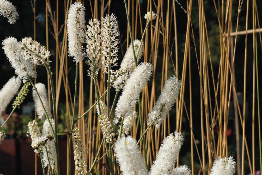 floraison actaea