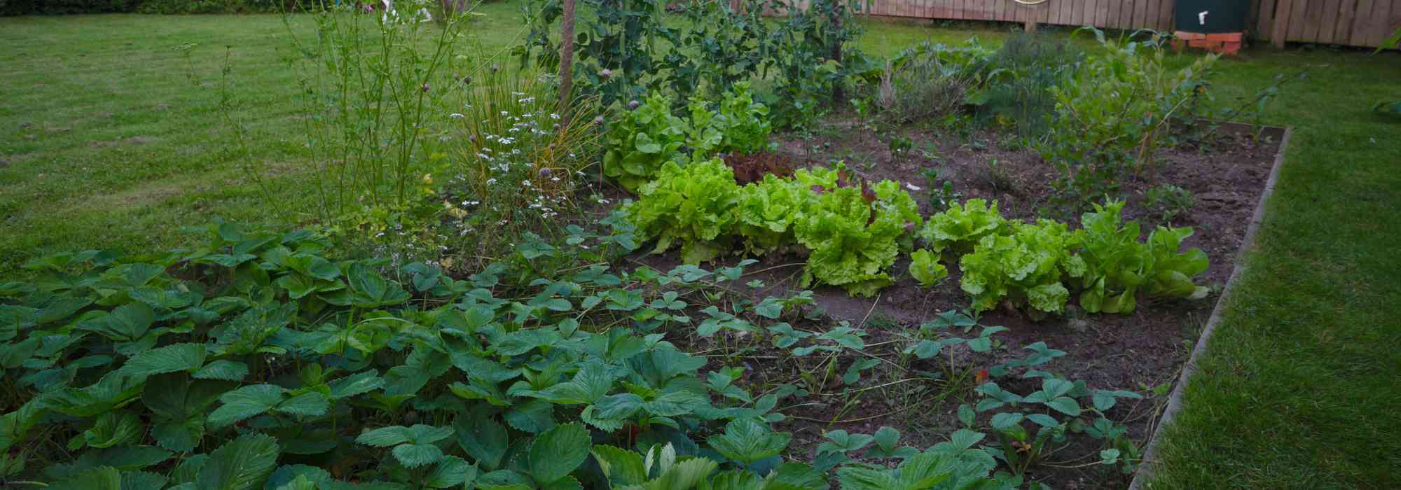  Potager dans le Nord : quels légumes cultiver ?