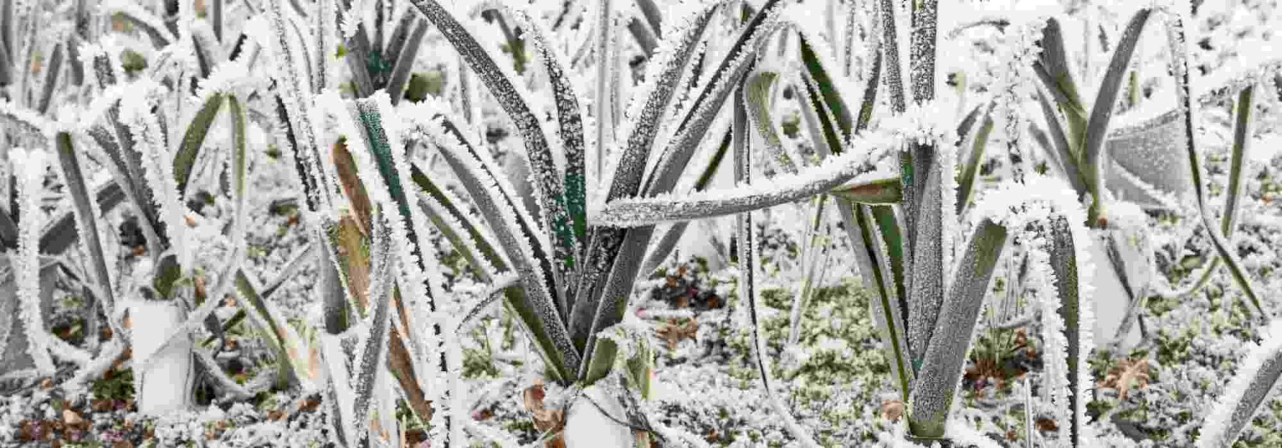 Potager en montagne : quels légumes semer et planter ?