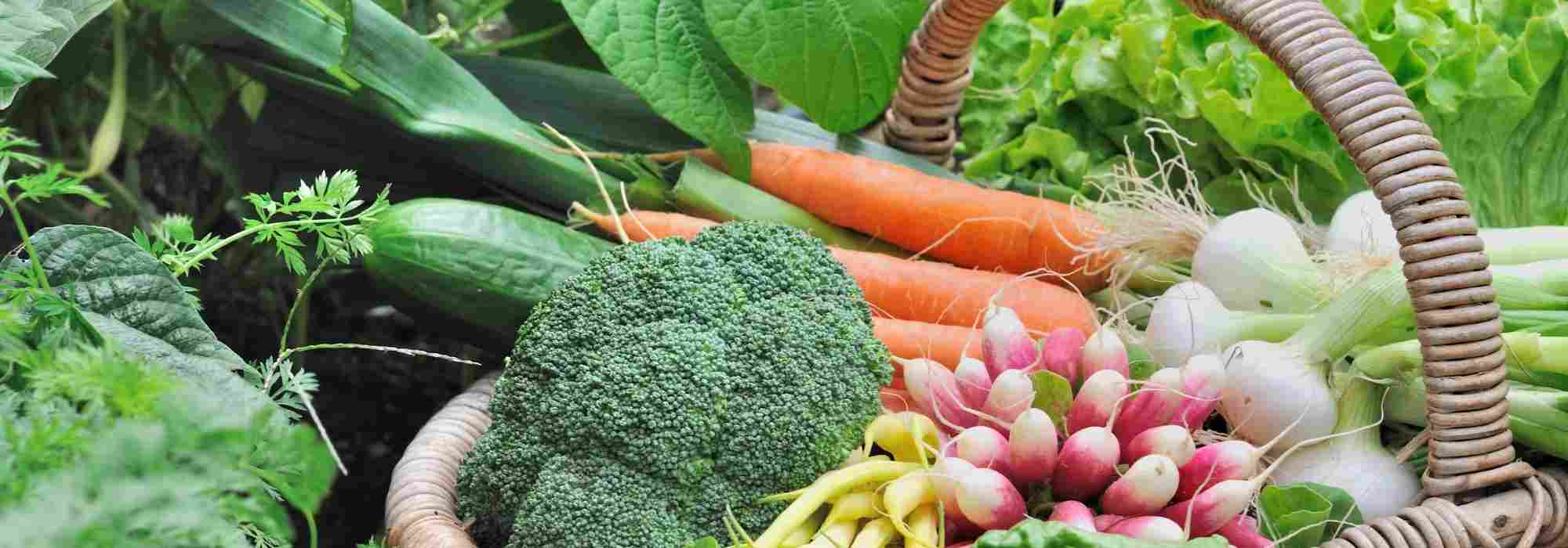 Potager en région Centre : quels légumes cultiver ?