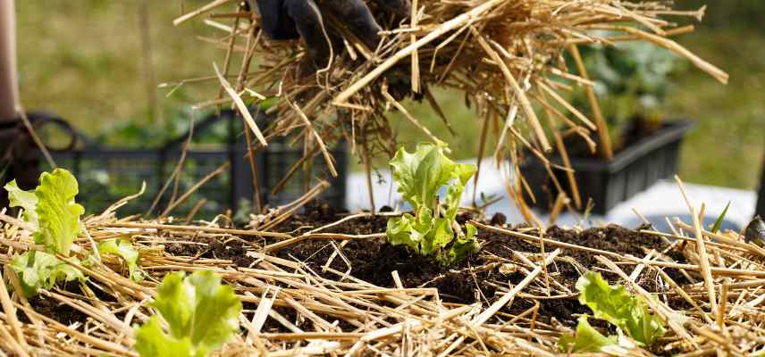 quel legume pour potager dans le nord