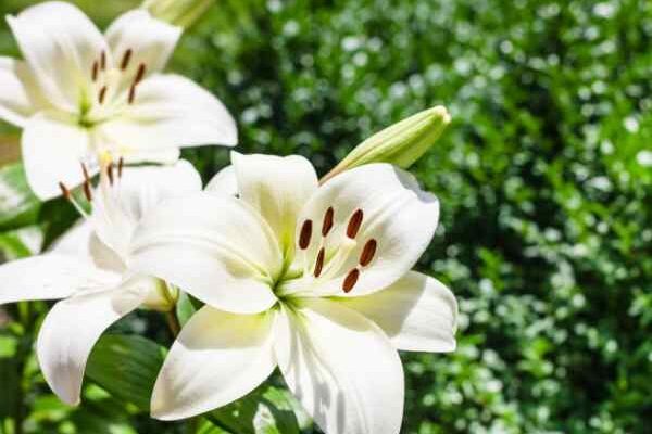 Comment replanter des lys en pot dans le jardin ?