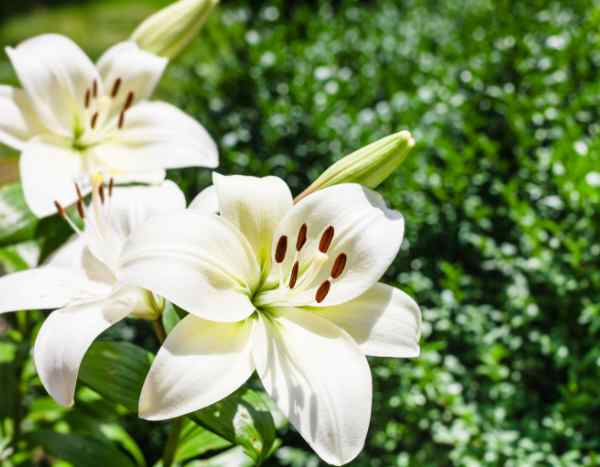 Comment replanter des lys en pot dans le jardin ?