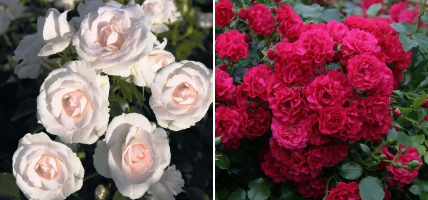 des fleurs de rosier tardives