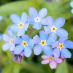 Comment semer des myosotis ?