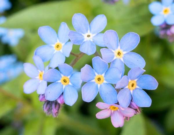 Comment semer des myosotis ?