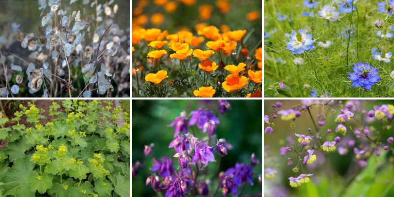 quelles plantes fleurs pour semis en automne