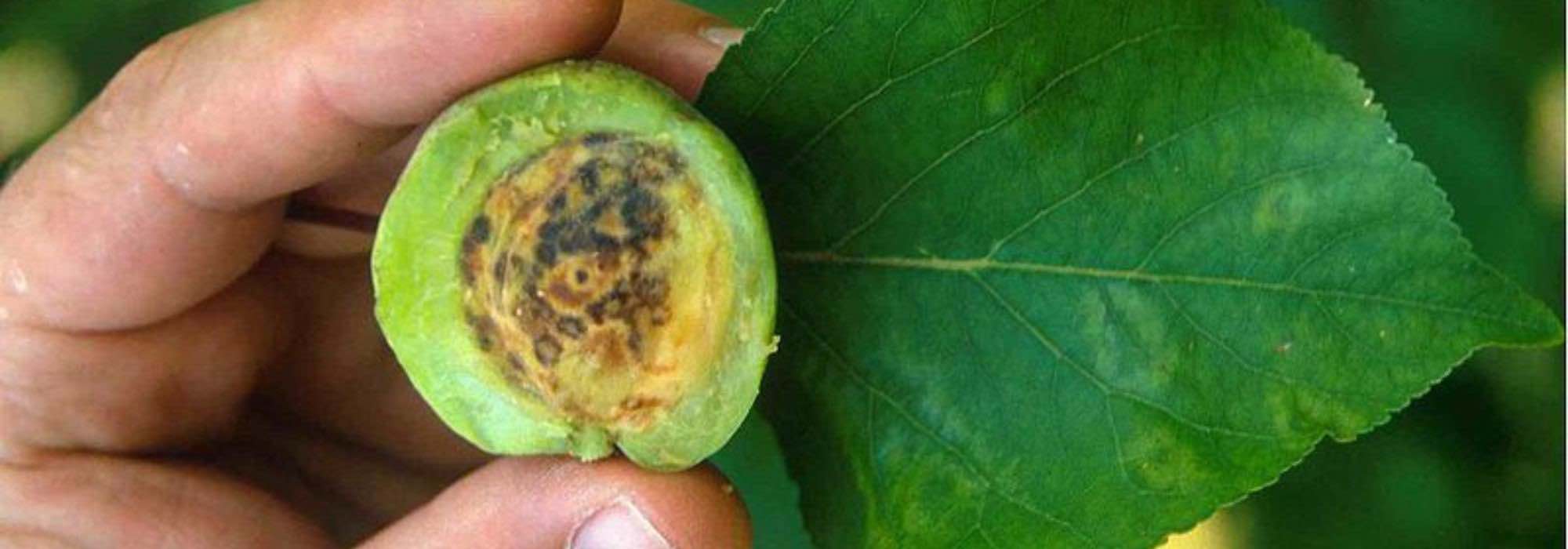 Le virus "Plum pox" ou sharka : une maladie dévastatrice chez les arbres fruitiers à noyau