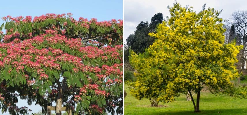 des arbres pour sol sableux et cote atlantique