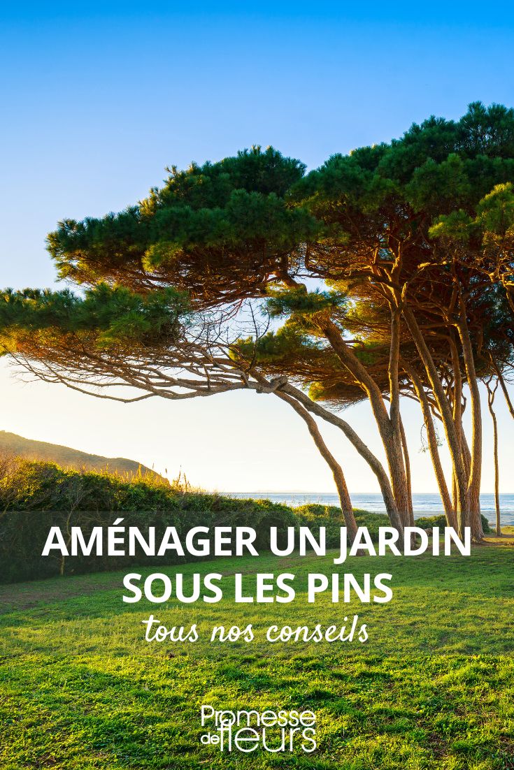 un jardin sous les pins maritime