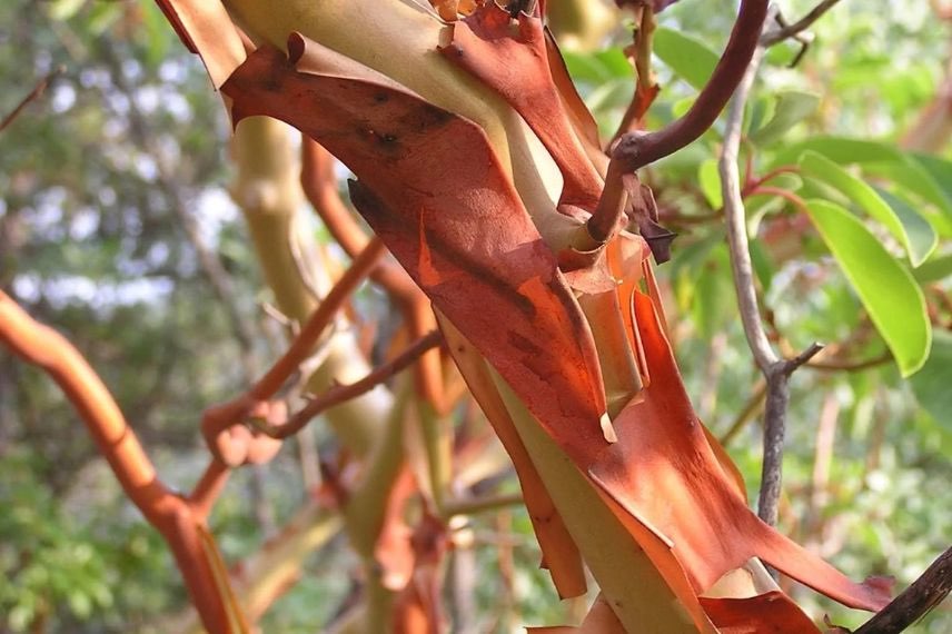 ecorce Arbousier de Chypre