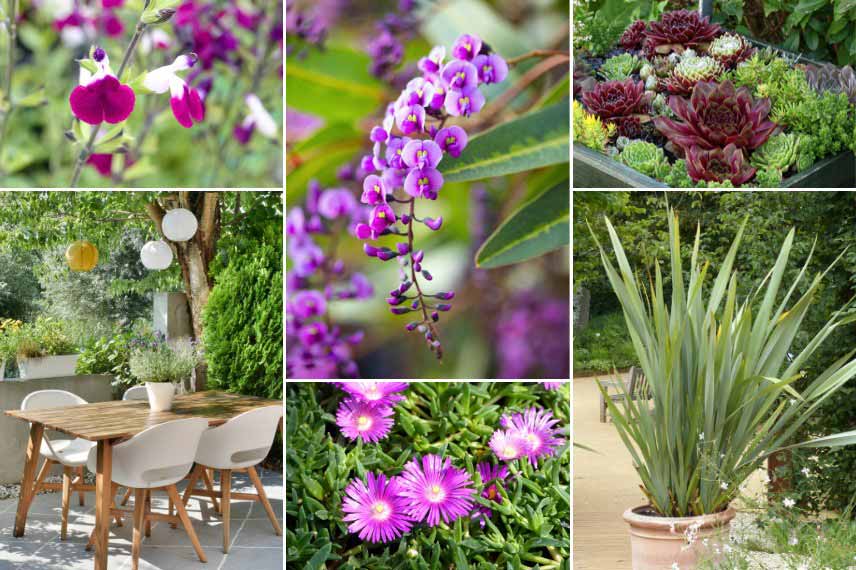 Associer un Hardenbergia cultivé en pot sur une terrasse