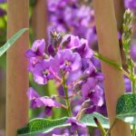 Comment associer l'Hardenbergia ?