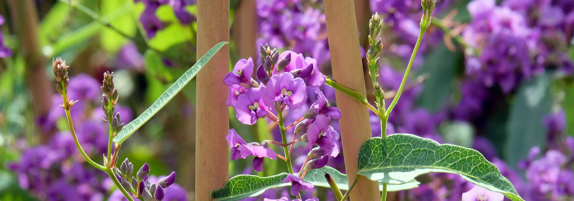 Comment associer l'Hardenbergia ?