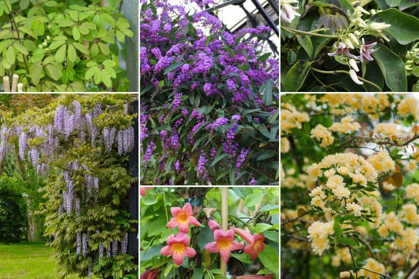 Associer l'Hardenbergia à d'autres plantes grimpantes