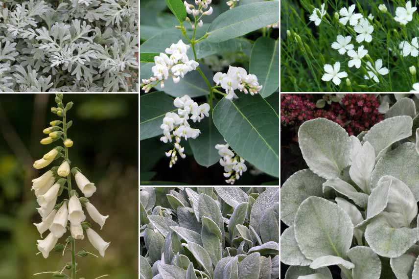 Hardenbergia dans un jardin blanc-argenté