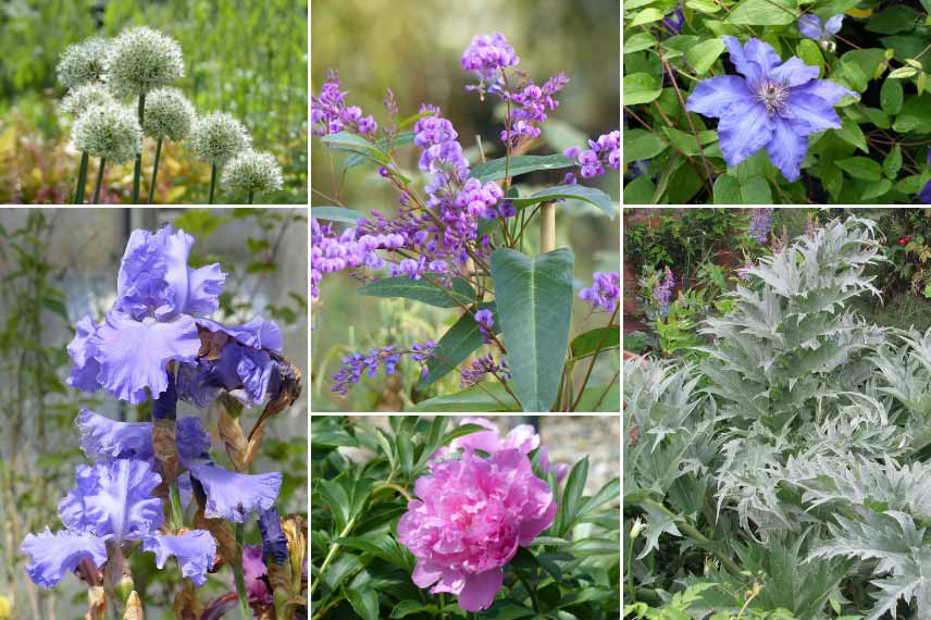 Créer un jardin de cottage avec l'Hardenbergia