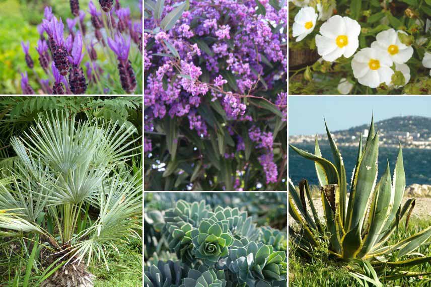 Associer l'Hardenbergia dans un jardin méditerranéen