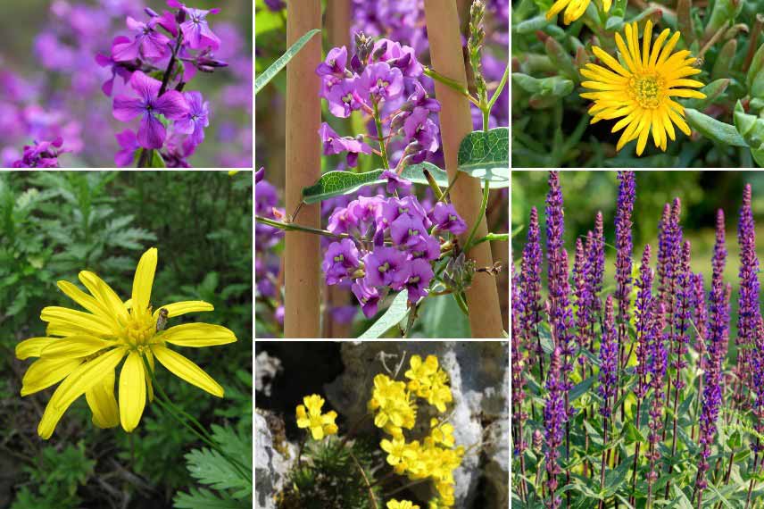 Comment mettre en valeur l'Hardenbergia en l'associant à des fleurs jaunes