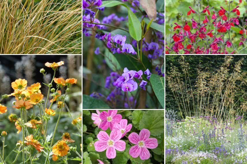 Associer l'Hardenbergia à des vivaces et graminées